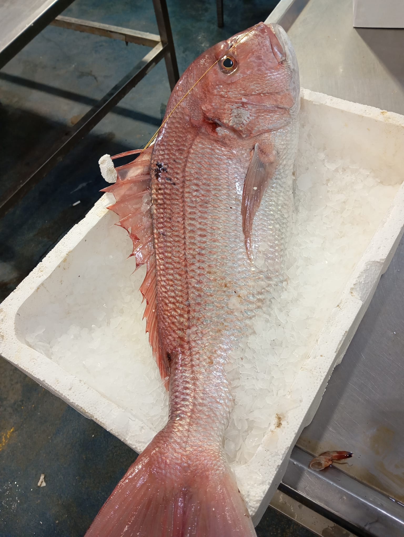 Okyanus Balıkçılık 